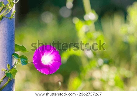 A flower curls around a pipe, background with garden flowers