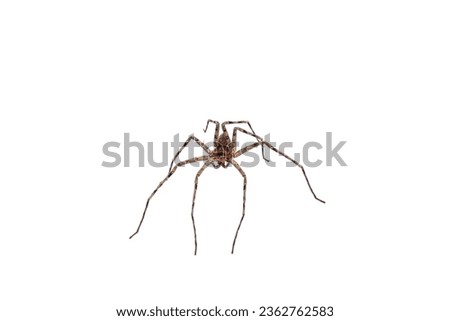 Big spider brown color on white background with isolated picture style.