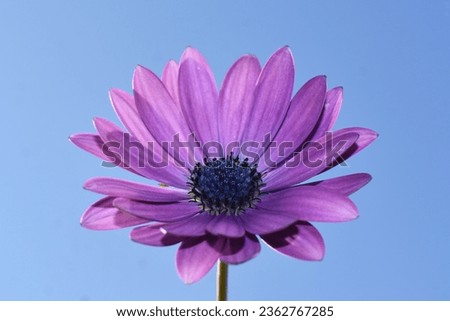 closeup on purple daisy flower with blue sky background