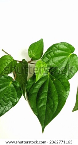 Betel Leaf (Betel Leaf) has many benefits such as antibacterial, antimutagenic, antioxidant, and antiproliferative photographed on a white background Royalty-Free Stock Photo #2362771165