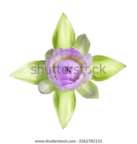  Top view of purple tropical waterlily isolated on white background Royalty-Free Stock Photo #2362782133