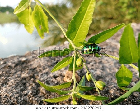 The insect that we can see in the picture is called jonaki insect. This insect are a little different from other insect. One of their special features is that there body emits light which can be seen 