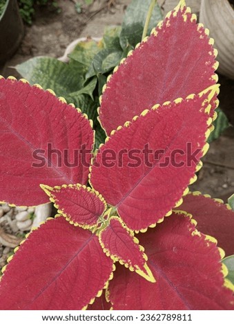Coleus, scientifically known as Plectranthus scutellarioides, is a vibrant and popular ornamental plant prized for its colorful foliage. Native to tropical regions of Asia and Africa
