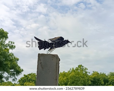 Black drango bird flying image, indian bird, black wild bird, drango bird wallpapers