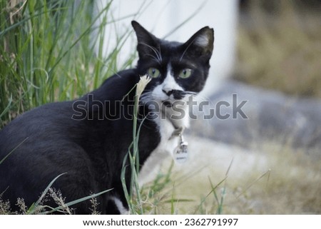 Close-up of a cat face. Portrait of a female kitten. Cat looks curious and alert. Detailed picture of a cats face with yellow clear eyes. Close up of cute feline face