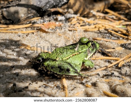 little green frog on the leaf in the lake. Europe