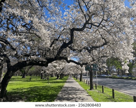 beautiful cherry blossoms in Hagley Park, Christchurch, New Zealand Royalty-Free Stock Photo #2362808483