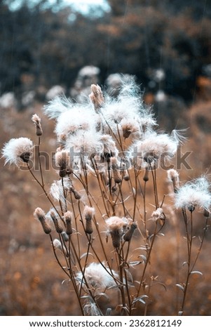 Close up meadow white wool flowers under rain concept photo. Front view photography with blurred background. High quality picture