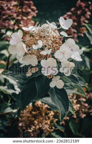 Close up blooming white fuchsia flower concept photo. Front view photography with blurred background. High quality picture for wallpaper, travel blog, magazine, article