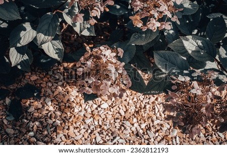 Close up blooming sunny flowers in the garden concept photo. Front view photography with blurred background. High quality picture for wallpaper, travel blog, magazine, article