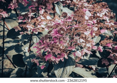 Close up blooming pink fuchsia flowers concept photo. Front view sunny garden. Photography with blurred background. High quality picture for wallpaper, travel blog, magazine, article