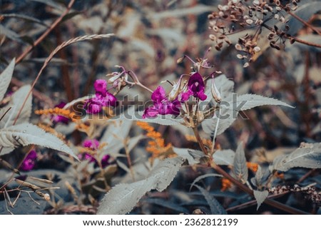 Close up pink meadow wildflowers concept photo. Garden blossom morning. Front view photography with blurred background. High quality picture for wallpaper