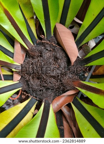 a portrait of a plant with tapered green leaves curled around the frame and a dried leaf in the center with black fibers.