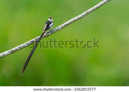 PIN TAILED WYDAH - A BEAUTIFUL AFTRICAN BIRD Royalty-Free Stock Photo #2362815577
