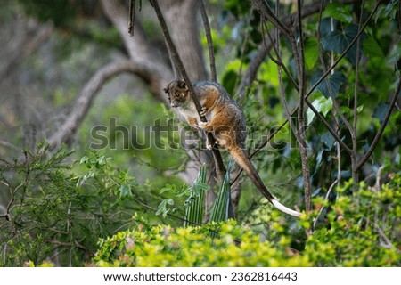 Close up of an australian Ringtail Possum sitting on a thin branch of a tree in the australian bush