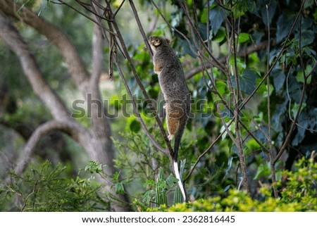 Australian ringtail possum climbing thin branches of a tree in the australian bush