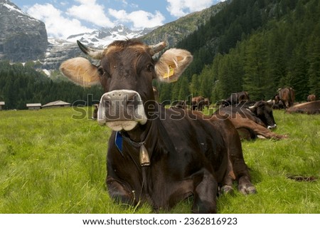 A cow on the mountain background while looking at you