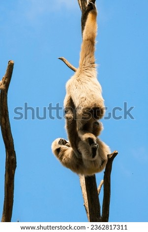 Gibbons are playfully wrestling high up in a bare tree.