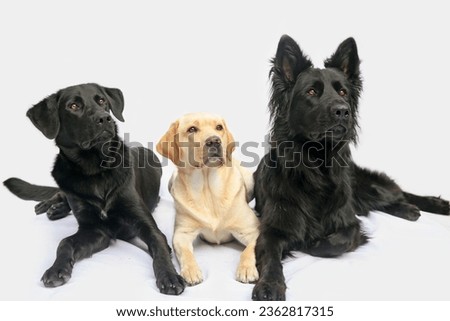 Three friends! A black Shepherd Labrador Retriever, a blonde Labrador Retriever, and a black Old German Shepherd.