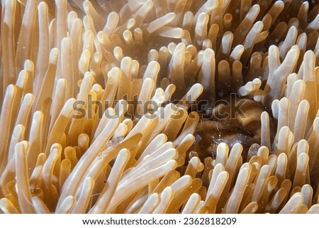 Transparent shimp inside anemone in Indonesia 