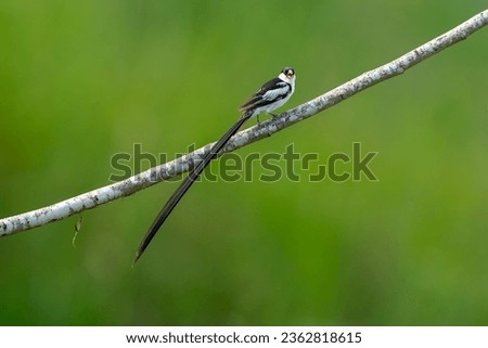 PIN TAILED WYDAH - A BEAUTIFUL AFTRICAN BIRD Royalty-Free Stock Photo #2362818615