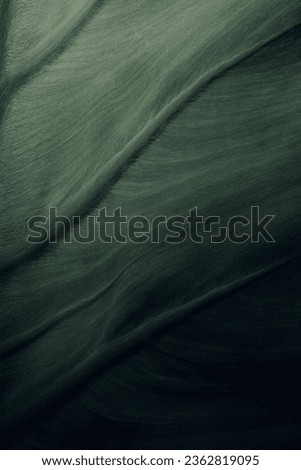 High Resolution of a green and detailed leaf vein and its patterns with a dark gradient and high contrast 