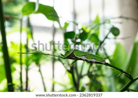 Insects or caterpillars on leaves, insects eating leaves, plant enemies concept Royalty-Free Stock Photo #2362819337