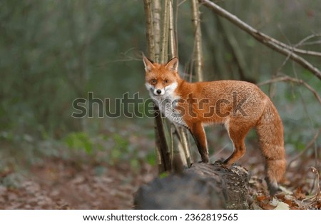 Red fox standing on a fallen tree log in forest, UK.