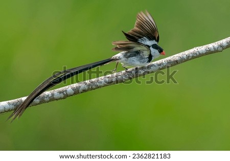 PIN TAILED WYDAH - A BEAUTIFUL AFTRICAN BIRD Royalty-Free Stock Photo #2362821183
