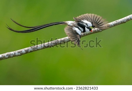 PIN TAILED WYDAH - A BEAUTIFUL AFTRICAN BIRD Royalty-Free Stock Photo #2362821433