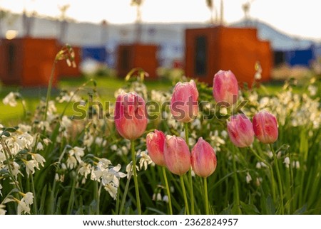 A picture of pink Garden Tulips.