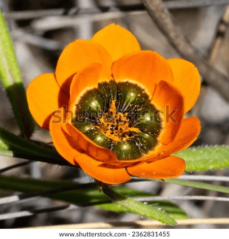 beetle daisy wildflower close-up, western cape wildflower season Royalty-Free Stock Photo #2362831455