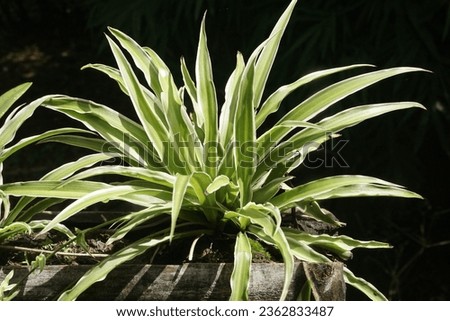 Attractive view of spider plant, Chlorophytum comosum 'Variegatum', is one of the simplest and rewarding houseplants to grow, it is belong to Asparagaceae family Royalty-Free Stock Photo #2362833487