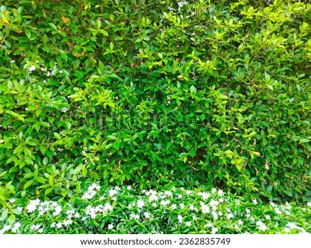 Trees, small leaves decorate the place, a wide picture, a wall of leaves, divided by flowers and leaves, green, fresh, background, apply greeting cards.