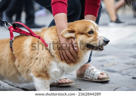 Man loving a Welsh Corgi Dog (Pembroke) stock photo
