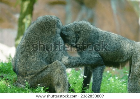 olive baboon (Papio anubis), also called the Anubis baboon, is a member of the family Cercopithecidae Old World monkeys. 