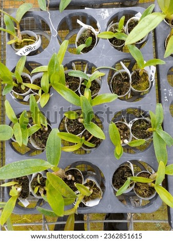 Collection of orchid plant seeds in the photo from above. Great for plant, nature, seed, orchid, garden, green, agriculture, outdoor, leaf, business, natural, growth, organic and more.