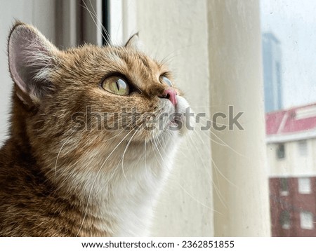 Beautiful British Shorthair cat with a lustrous brown-golden coat, seated gracefully on a table, and gazing curiously out of a sunlit window. The warm, tranquil atmosphere and the cat's relaxed 