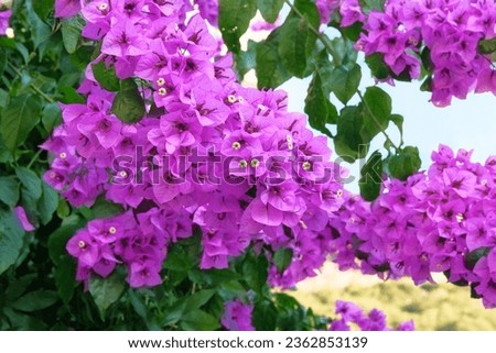 Bougainvillea bush grows next to residential buildings on the coast. Summer landscapes in journey. Violet blooming flowers.