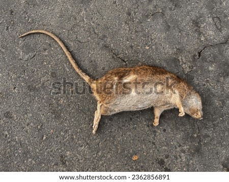 dead rats on the road. Rats die from poison
