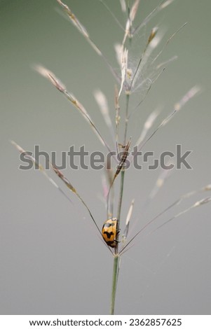 duren sawit, east jakarta, indonesia, january 20th 2020 : a lady bug walking around at wild oat grasss shot with shallowed depth of field and bokeh background Royalty-Free Stock Photo #2362857625