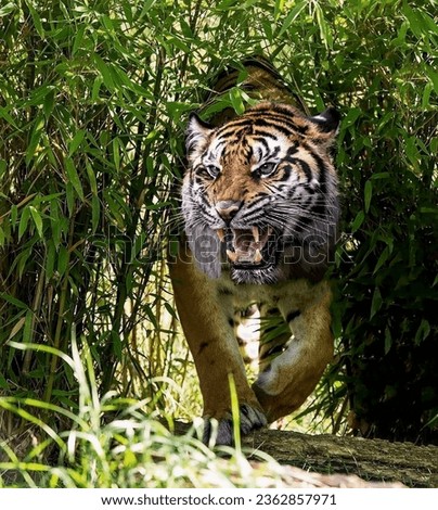 A magnificent tiger baring its sharp teeth makes its way through the green thickets close-up