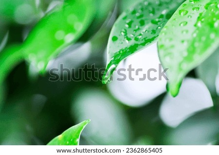 banyan tree or Ficus annulata or ficus bengalensis and rain drop on the leaf