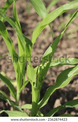 A photograph of the grayak caterpillar (Spodoptera litura) attack on the corn plant (Zea mays).