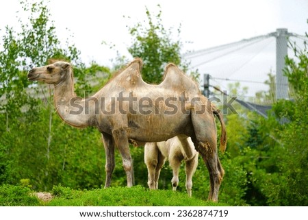 Bactrian camel, also known as the Mongolian camel, domestic Bactrian camel or two-humped camel, is a large even-toed ungulate native to the steppes of Central Asia. Royalty-Free Stock Photo #2362874719