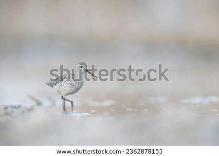 The marsh sandpiper (Tringa stagnatilis) small wader or shorebird in the pond. 