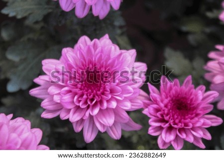 Top view of beautiful purple Chrysanthemum flower on display for sale at a flower shop in Batu City, Indonesia.