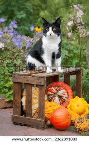 Black-white bicolored cat, European Shorthair, sitting on a wooden crate with colorful pumpkins in an autumnal garden, Germany Royalty-Free Stock Photo #2362891083