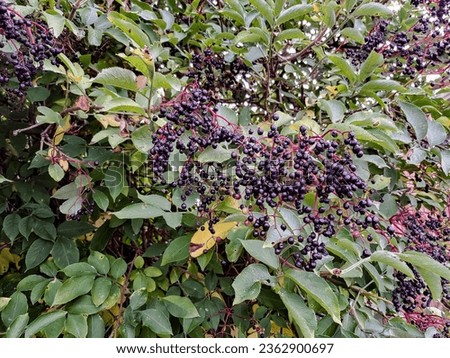 A bunch of elderberries on a shrub