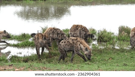 Spotted Hyena, crocuta crocuta, Group standing at Pond, Masai Mara Park in Kenya